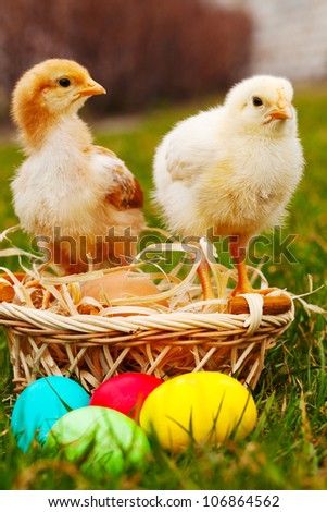 Small chickens with colorful Easter eggs outdoors at sunny day