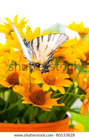 Bouquet of Black Eyed Susan yellow flowers with a butterfly on the grass