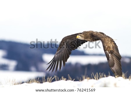 Flying Eagle
