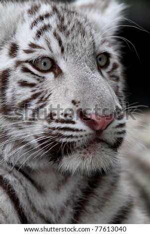 White tiger cub portrait