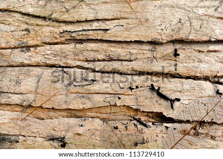 Old wood wall texture background.