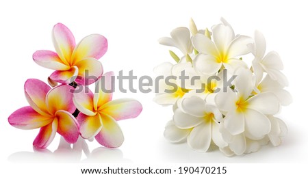 frangipani flower isolated on white on white background frangipani flower isolated on white on white background