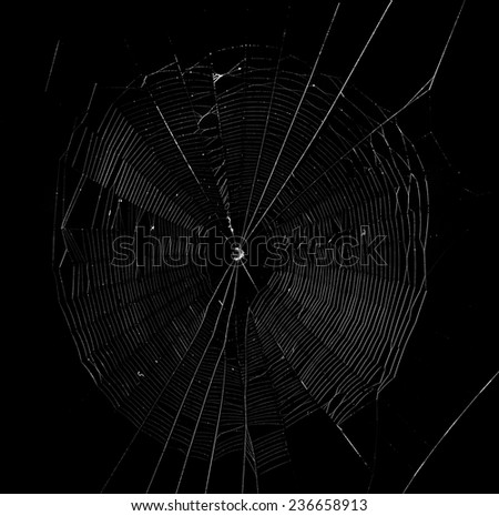spider web in the dark background
