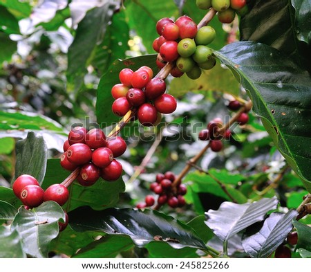 red coffee beans on coffee tree