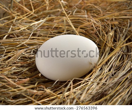 Close up of white egg in bird nest