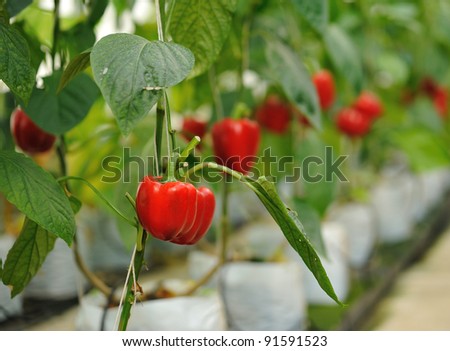 Red sweet peppers growing in the garden