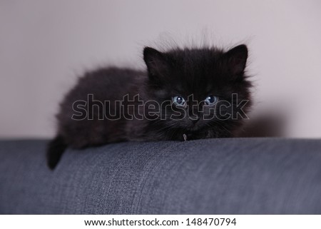 Black fluffy kitten and his claw