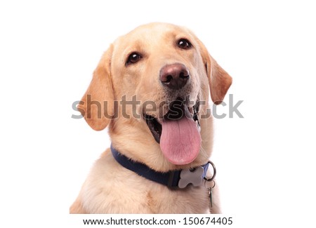 Young Golden Labrador isolated on white
