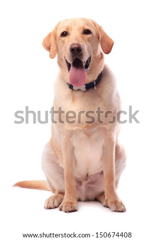 Young Golden Labrador Isolated On White