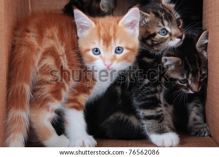 Little kittens in a cardboard box