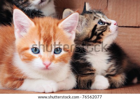 Little kittens in a cardboard box