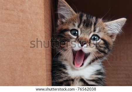 Kitten Smiling