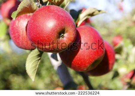 Apples on the tree in the orchard in the fall before harvest