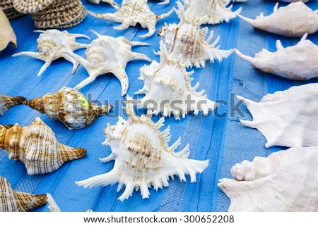 Seashells on a blue background put up for sale on the stand in Kolobrzeg in Poland