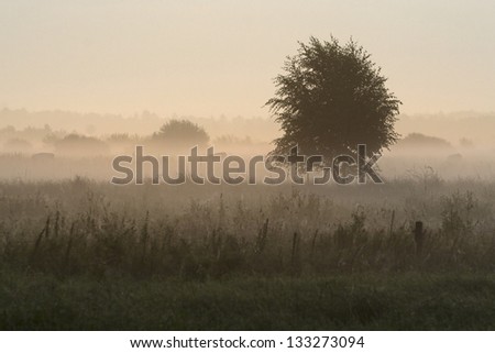 Ground fog in nature area Dwingelderveld, Netherlands