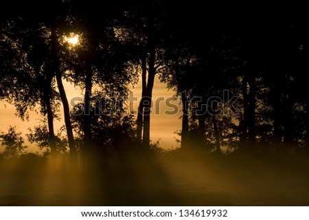 Sunlight breaks through the trees back on an early morning in Wijster; Netherlands