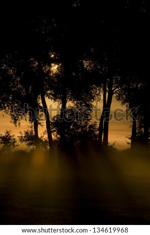 Sunlight breaks through the trees back on an early morning in Wijster, Netherlands