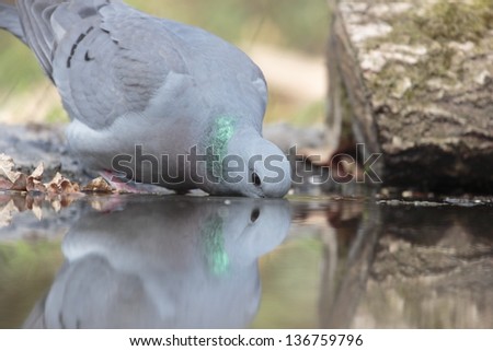 Wood Pigeon drinking from pond in a forest in Vledder, Netherlands