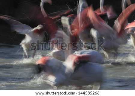 Flamingos fighting to eat more in France
