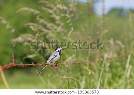 White wagtail sitting on barbed wire, Netherlands