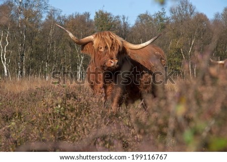 Scottish Highlander on the heath, Netherlands