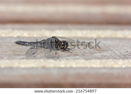 Black dragonfly warms up on deck, Netherlands