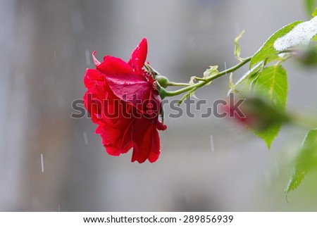 Red rose at castle wall, Germany