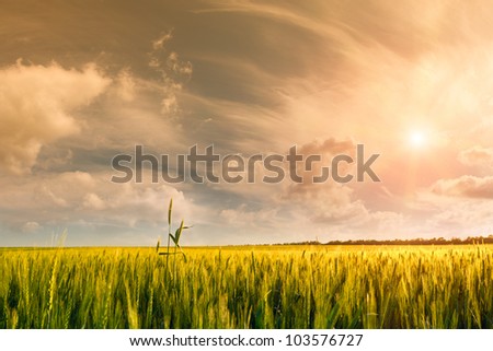 Beautiful landscape a summer wheat field with majestic clouds and sun in the sky on background