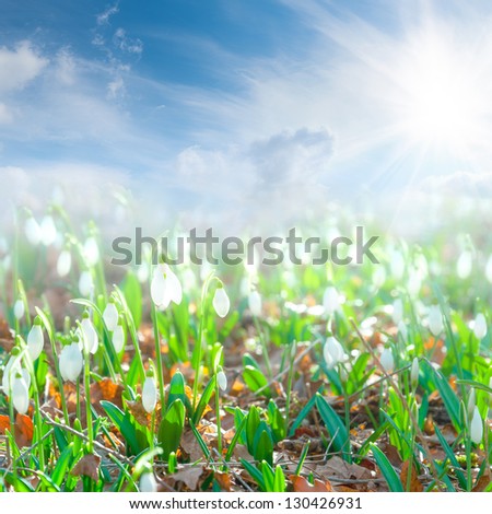 Summer landscape with snowdrop flowers and beautiful clouds and sun in the sky; selective focus