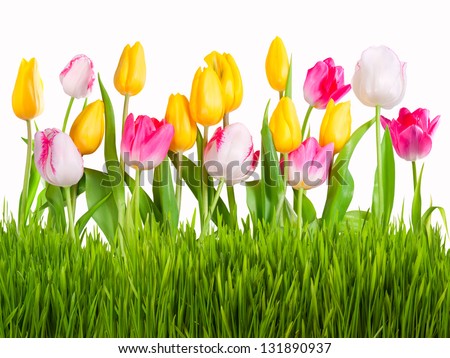 Yellow white and pink tulips with green grass isolated on white background Yellow white and pink tulips with green grass isolated on white background