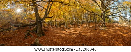 Autumn landscape with the sun and a big tree in the wood, panorama