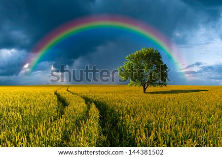 Summer landscape with wheat field, road and lonely tree, thunderstorm with rain on background