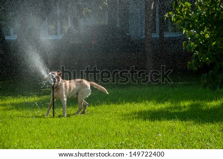 Happy dog play in the meadow with a watering fountain
