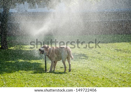 Happy dog play in the meadow with a watering fountain
