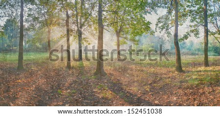 Sun rays shining through branches of trees in the oak wood, vintage panorama