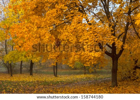 Large orange maple tree in autumn park