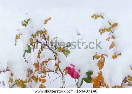 The frozen flowers of the roses which have been filled up with snow, winter outdoor