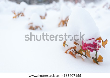 The frozen flowers of the roses which have been filled up with snow, winter outdoor
