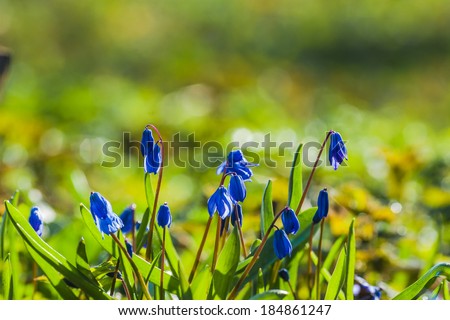 Scilla blue flowers closeup