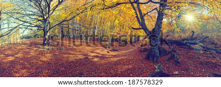 Vintage autumn landscape with the sun and a big tree