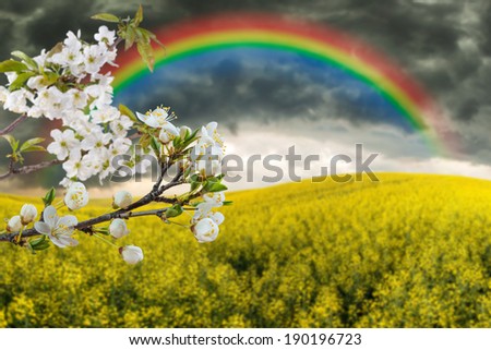 Cherry blossom against the background of stormy landscape