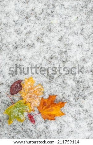 Autumn leaves on snow, seasonal background