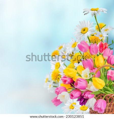 Spring background with tulip and chamomile flowers Spring background with tulip and chamomile flowers