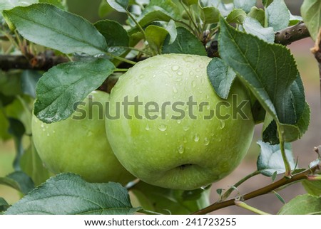 Ripe green apples on a branch with raindrops. Selective focus