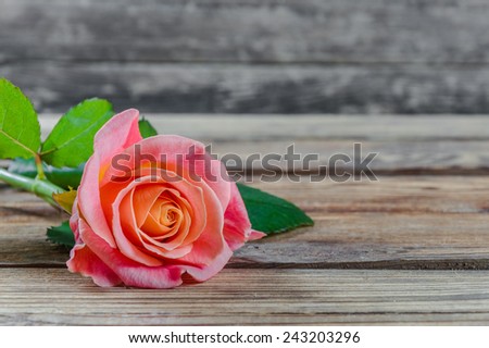 Lovely rose flowers on wooden table, rustic design