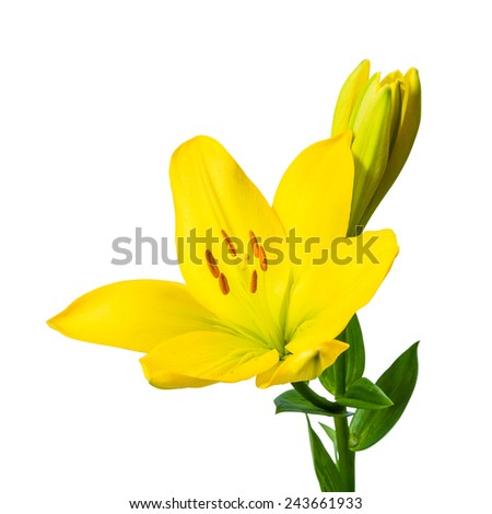 Beautiful lily isolated on a white background