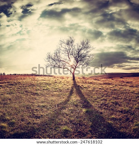 Vintage landscape with a lone tree in a field on a hill