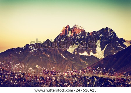Vintage flowery meadow and mountain at dawn