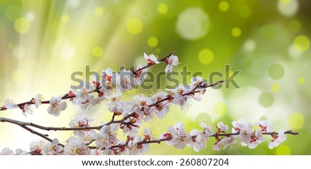 Spring branch with sunny flowers, nature background