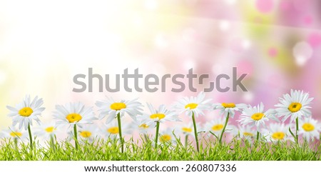 Spring meadow with sunny flowers, nature background